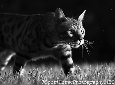 Bengal Cat SportHorsePhotography