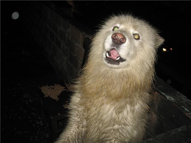 ADOPCIONES PERU - ELLOS ESPERAN POR TÍ: Samoyedo aislado en la azotea