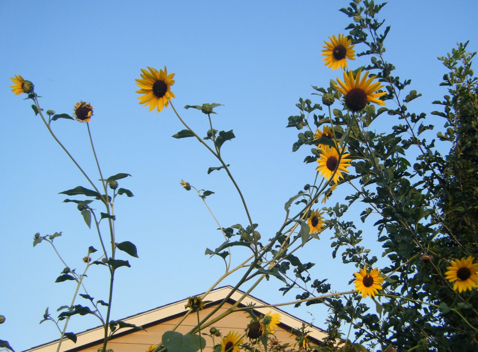 [sunflowers.JPG]