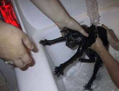 Washed Cat