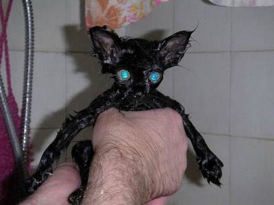 Washed Cat