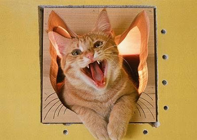Cat-Friendly House Design - Part: 2 (9) 6