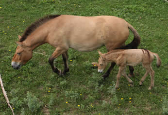 Asian Wild Foal