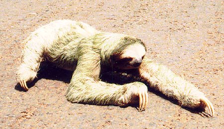 Sloth Reproduction