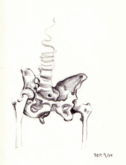 [Pelvis.jpg]