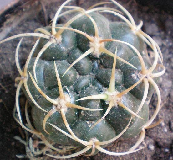 Gymnocalycium Monvillei,