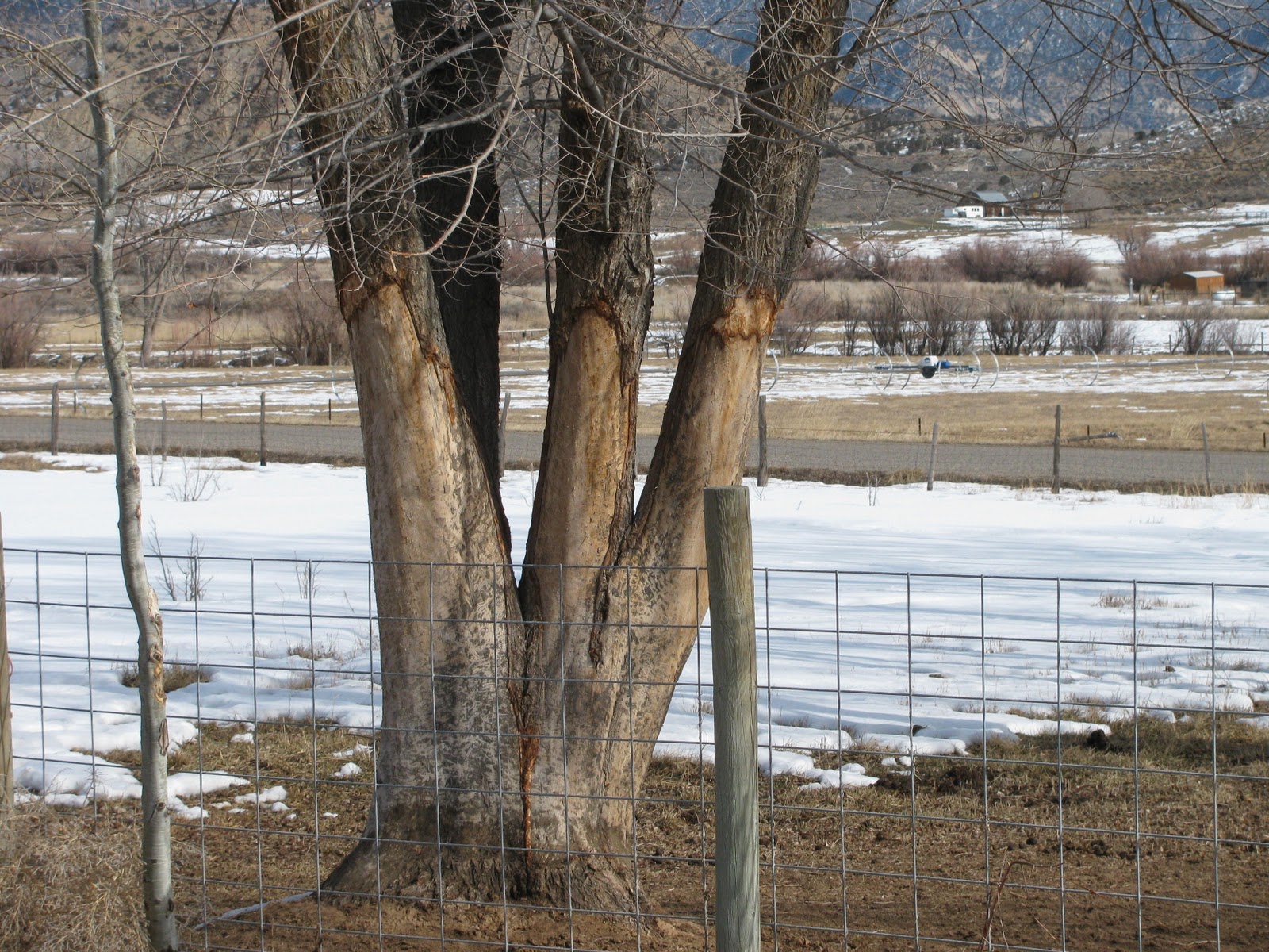 Why Do Horses Chew On Tree Bark at James Pratt blog