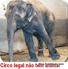 Elefante que foi sequestrado na selva e aprisionado em um circo lindo elefante que foi sequestrado de uma selva e aprisionado em um circo