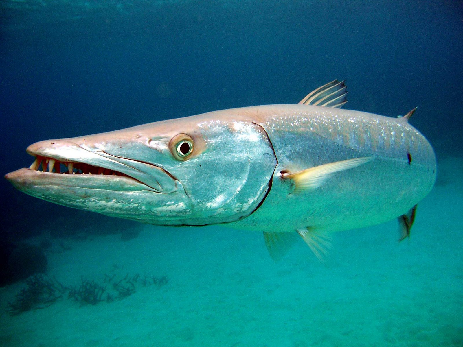 picture of barracuda