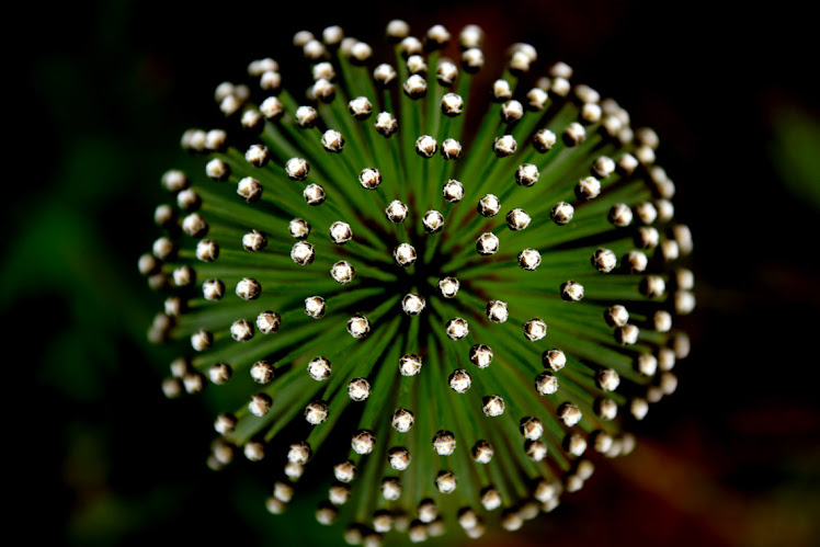 Paepalanthus robustus (Eriocaulaceae)