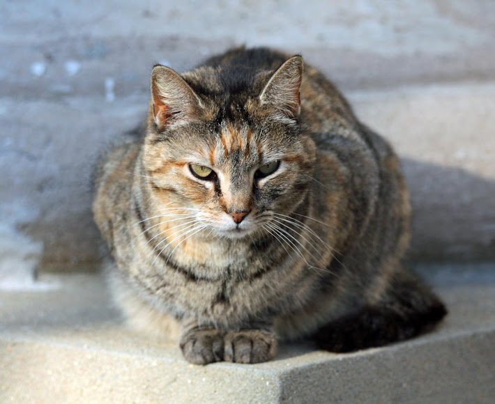 Court House Cat, Vicksburg, MS