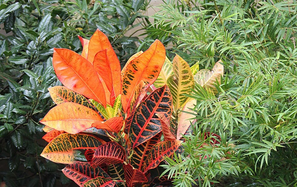 Southern Lagniappe Crotons A Blaze of Glory for Fall Landscaping