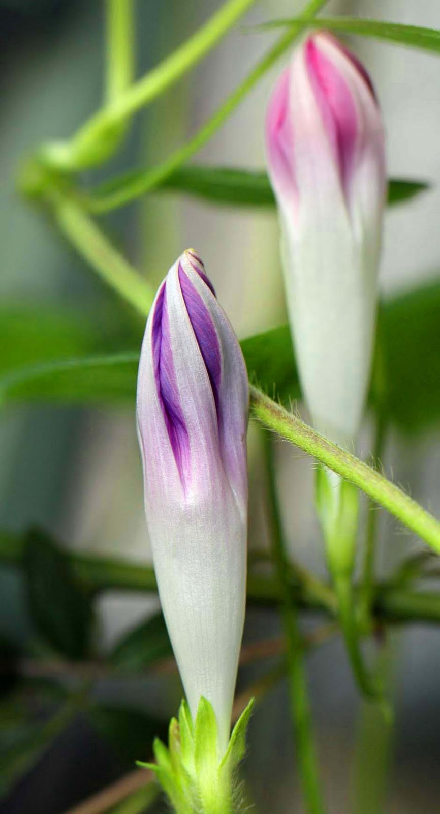 Southern Lagniappe Good Morning, Glory!