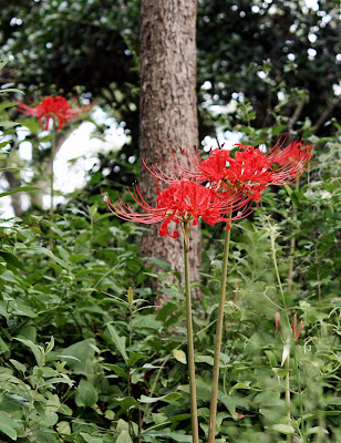 spider lilies blooming bloom dixie when noticed haven yet any