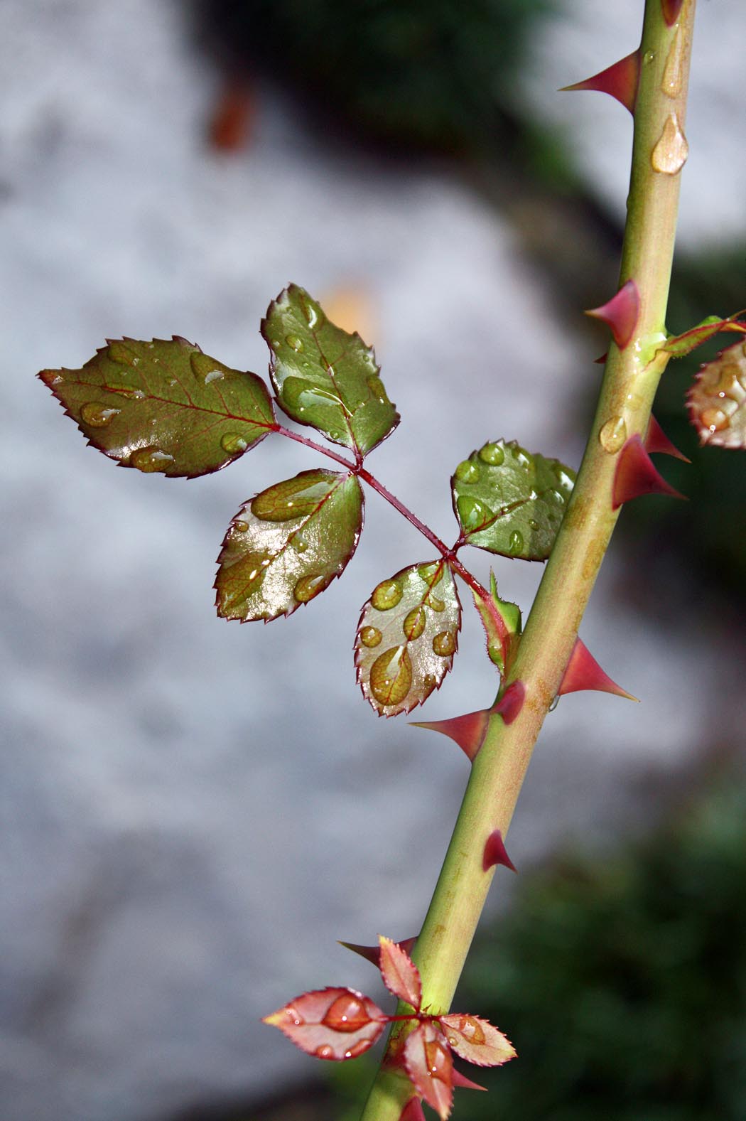 Why Do Roses Have Thorns? Blog Archives