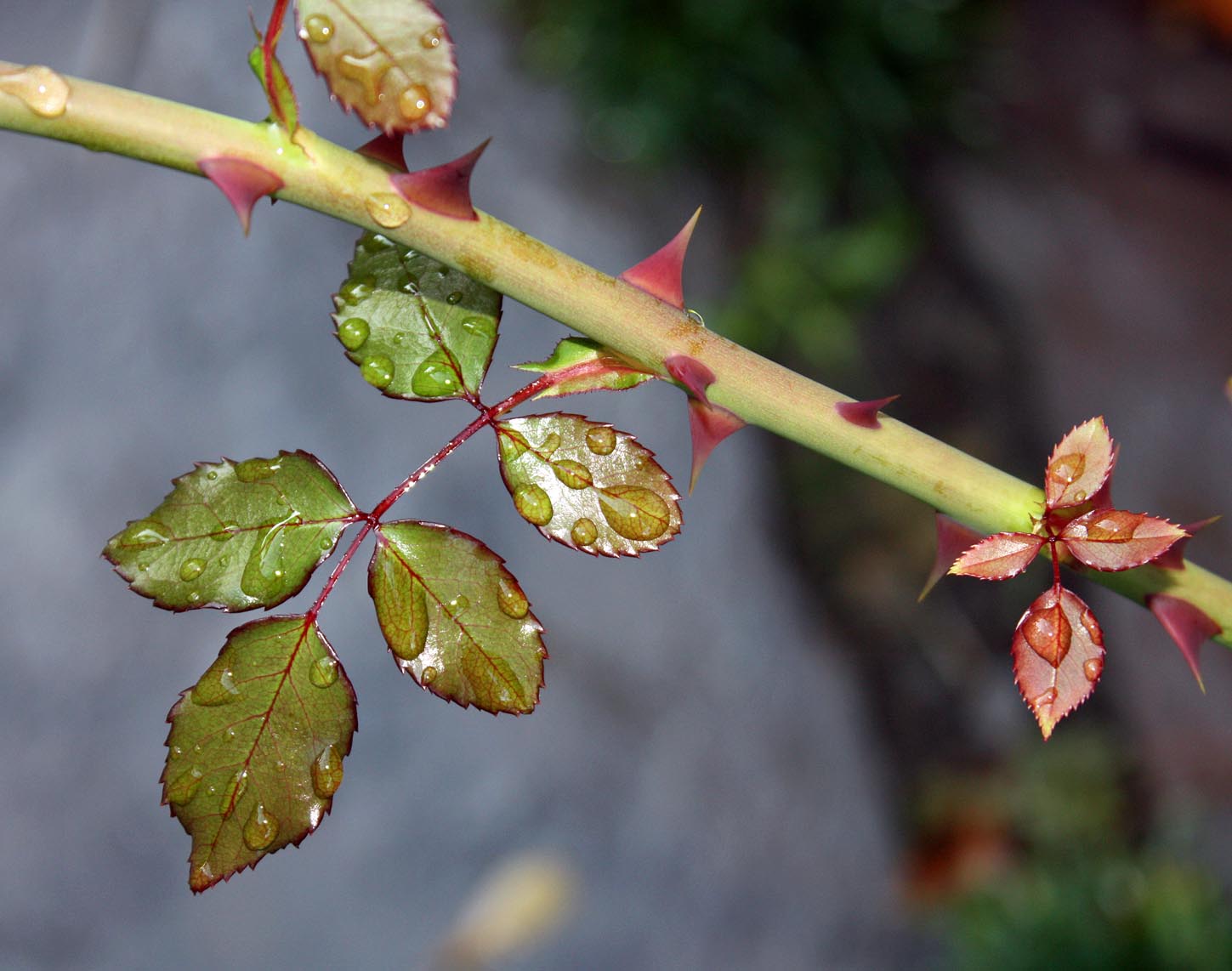 Why Do Roses Have Thorns? Blog Archives