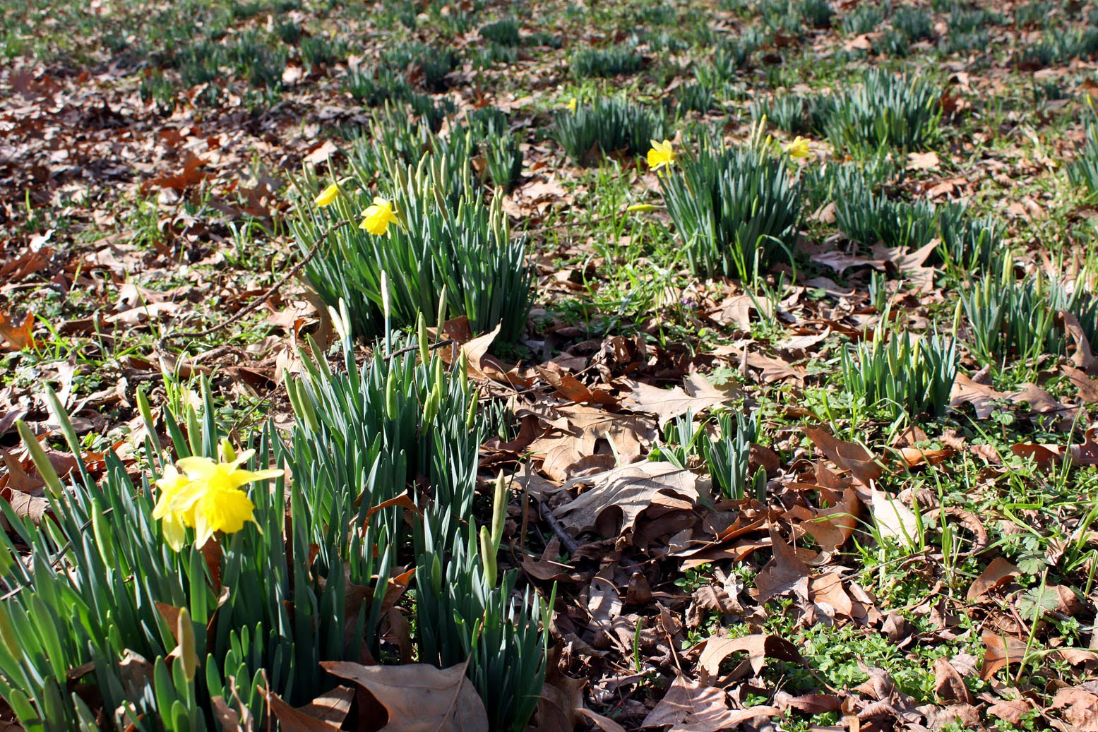 Southern Lagniappe The Joy of Jonquils