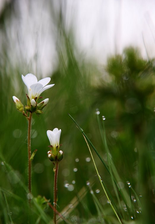 vit blomma, dalvik, foto, fotograf, jönköping