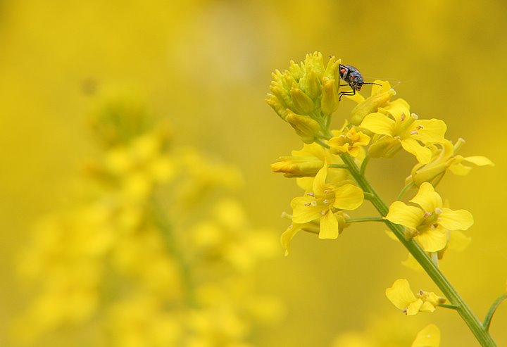 Fotograf Stefan Persson Jönköping insekt gul blomma