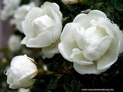 white rose flowers. Rose Flowers - wallpapers