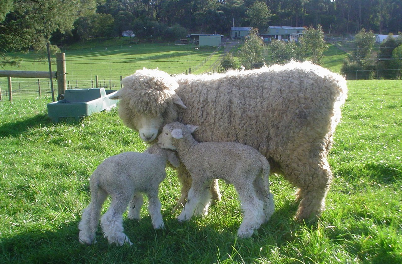 Photo: A Romney sheep and its