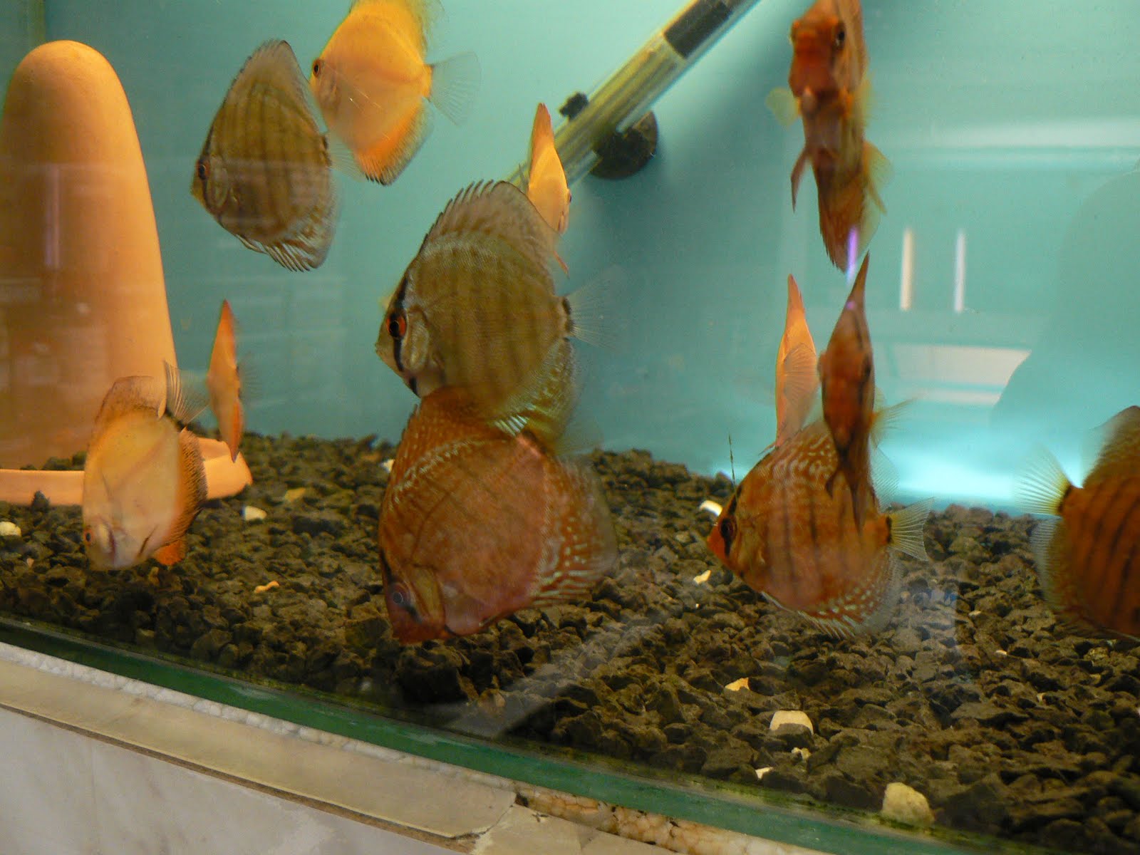 Public Domain Photos and Images Discus fish of the genus Symphysodon