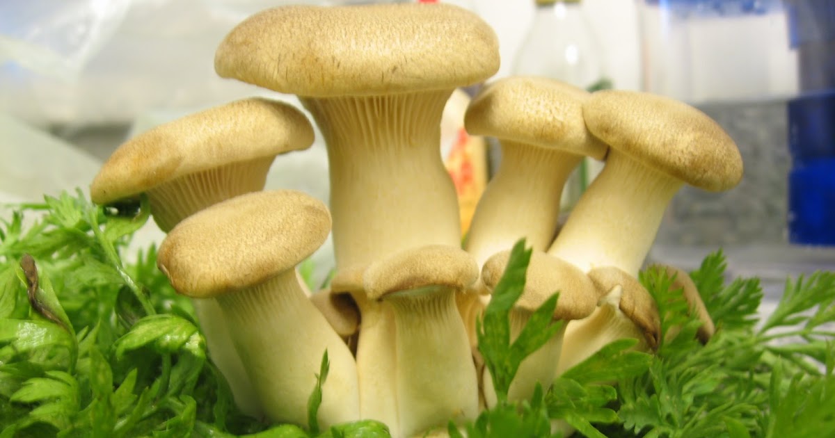 Fresh Local and Best KING TRUMPET MUSHROOMS RECIPE