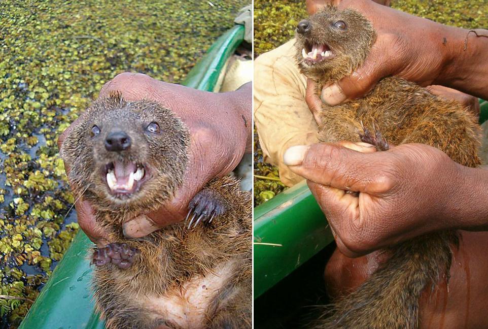 Durrell's vontsira is a recently discovered, and already endangered