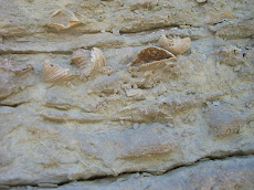 Fossils in the rock