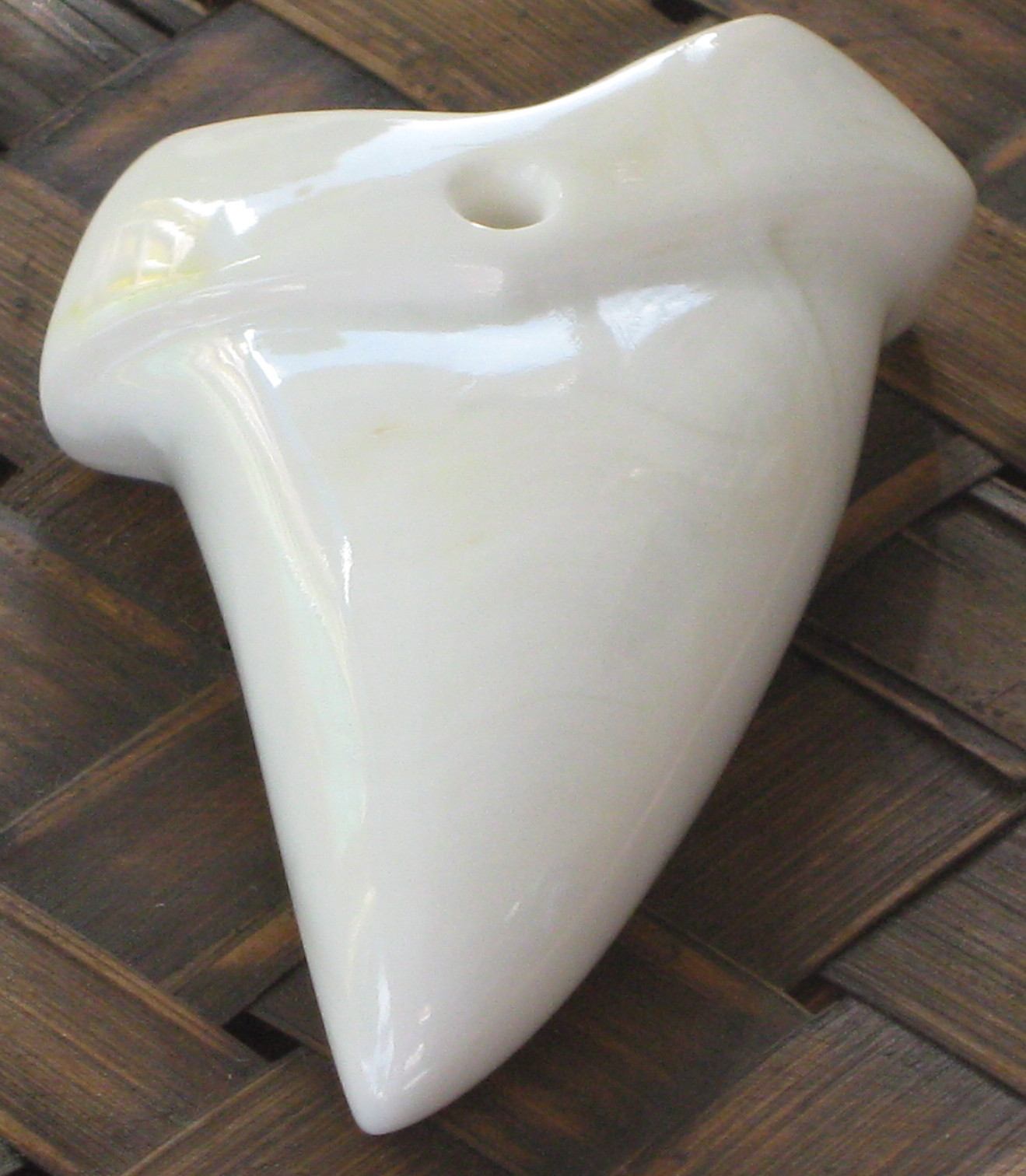 Shark Tooth Clam