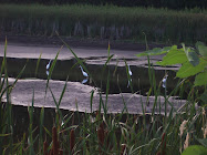 Nine Great Egrets