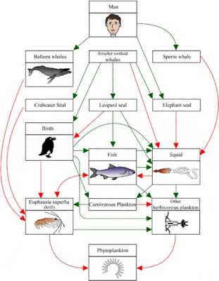 chimpanzee food chain diagram human food chain diagram human free engine image for chimpanzee food chain diagram human food chain diagram human free engine image for
