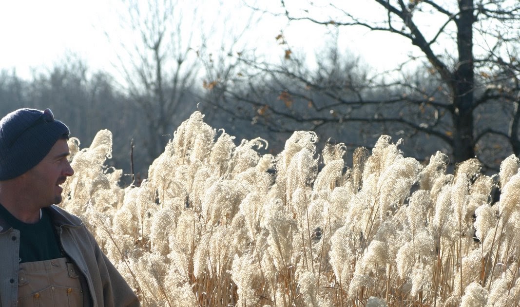 Powell Gardens' Blog The Perennial Garden's Winter Bones