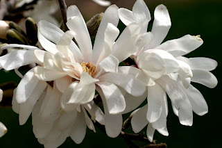 Keeping It Cozy A Snowball Bush