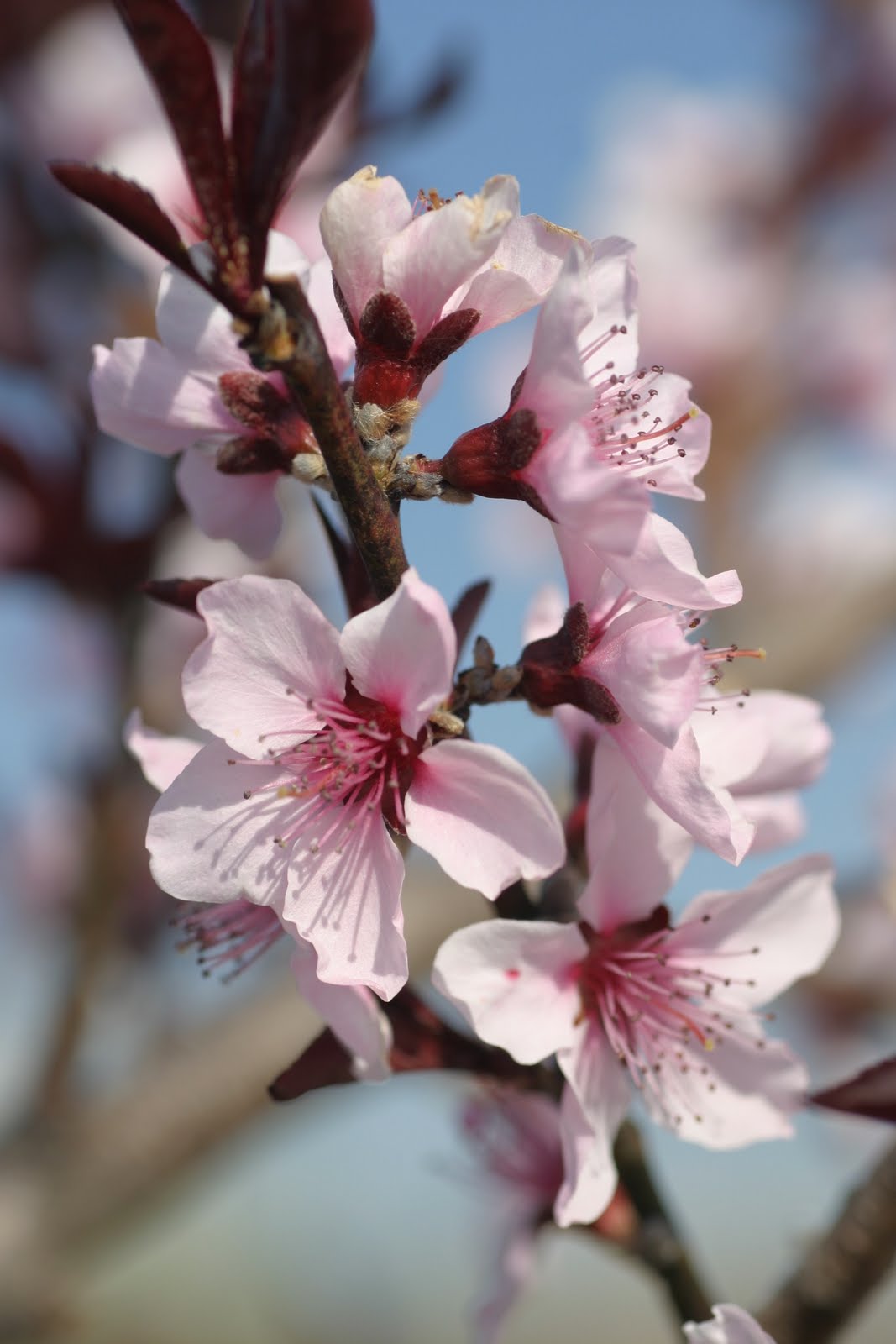 Flowering Beauties That Bear Fruit Powell Gardens Kansas City S