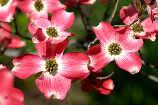 Flowering Beauties That Bear Fruit Powell Gardens Kansas City S