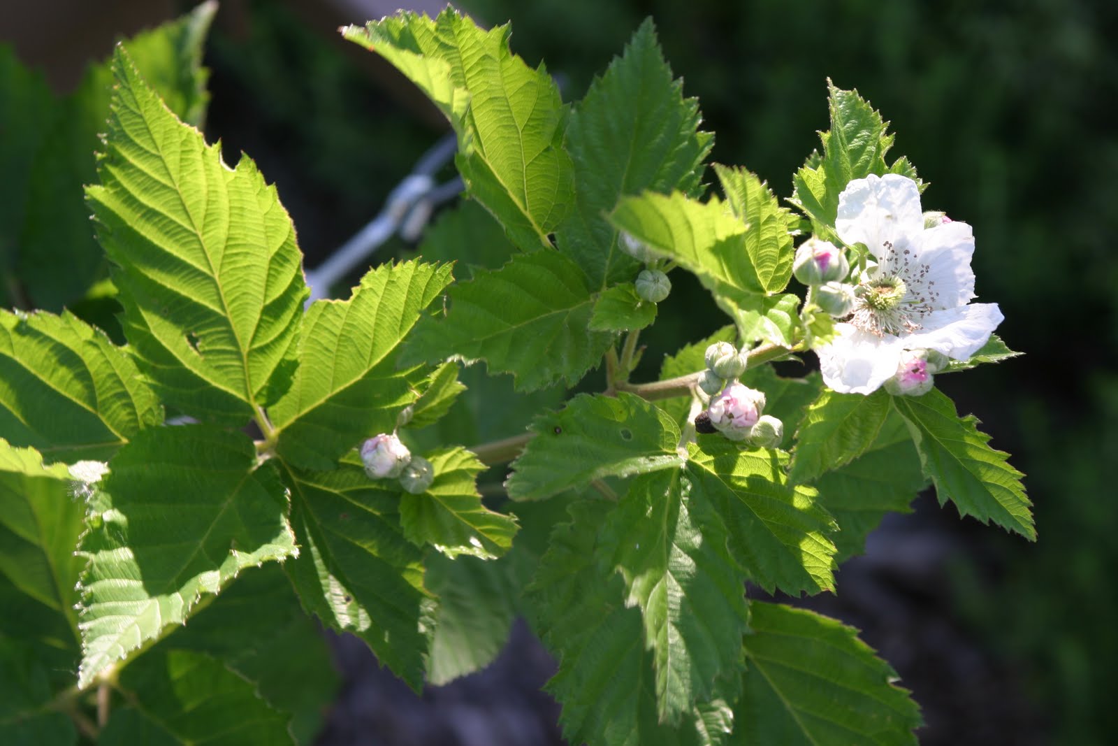 Berrilicious Days in the Heartland Harvest Garden Powell Gardens