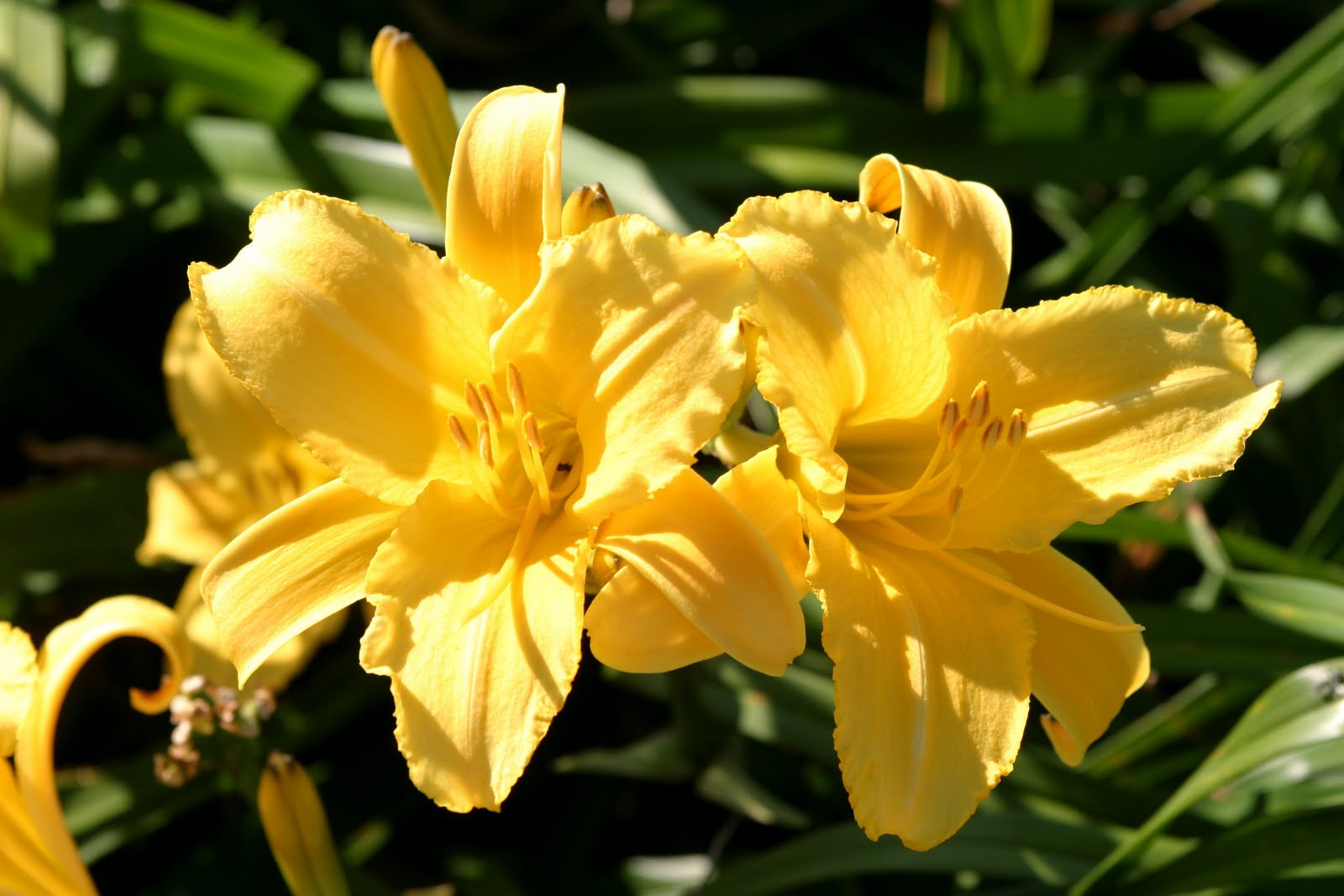 Daylily Yellow