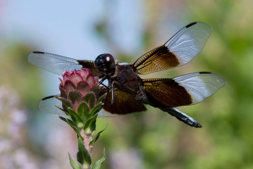 Dragonflies & Other Flying Flowers Powell Gardens, Kansas City’s