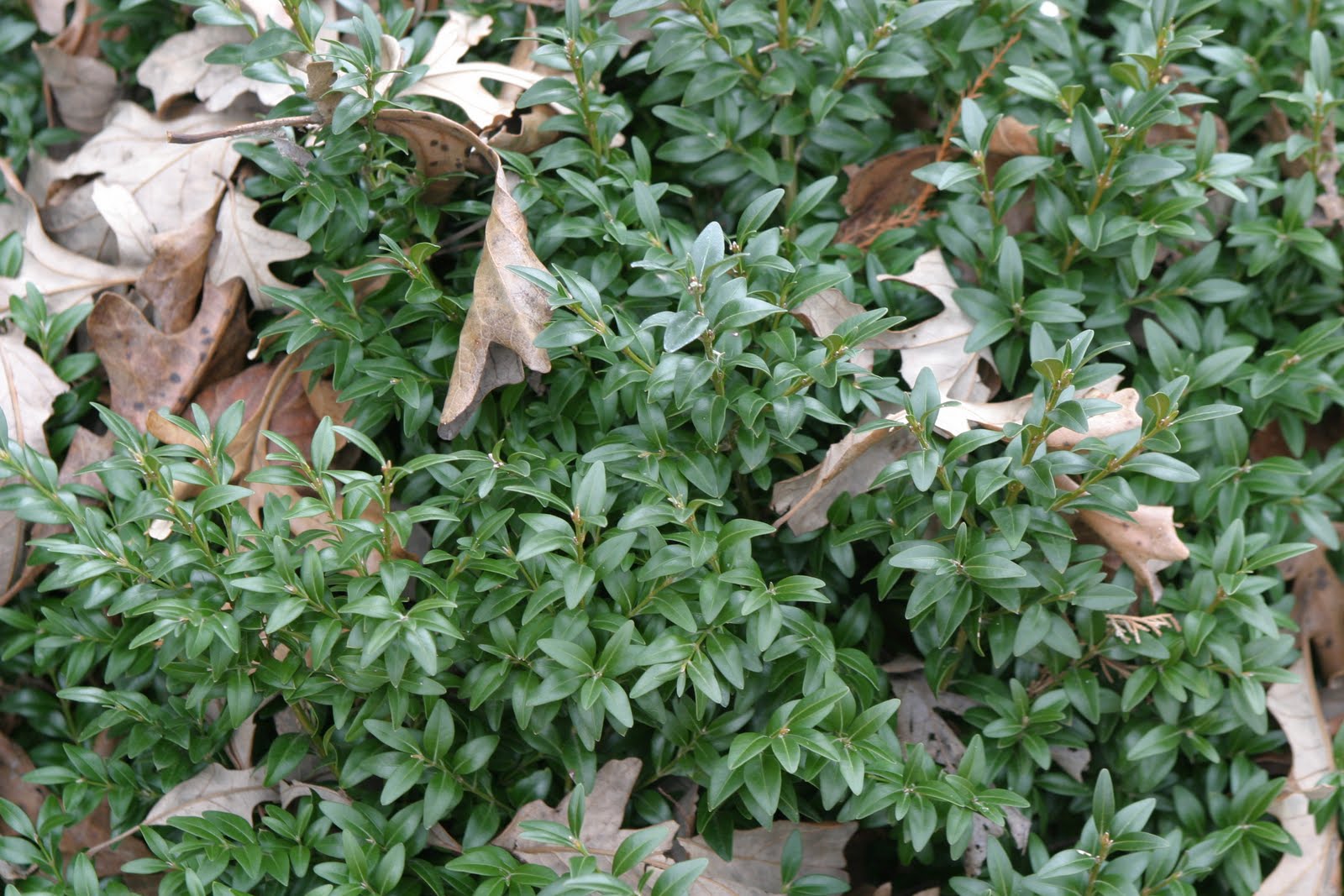 Future Plants By Randy Stewart Boxwoods