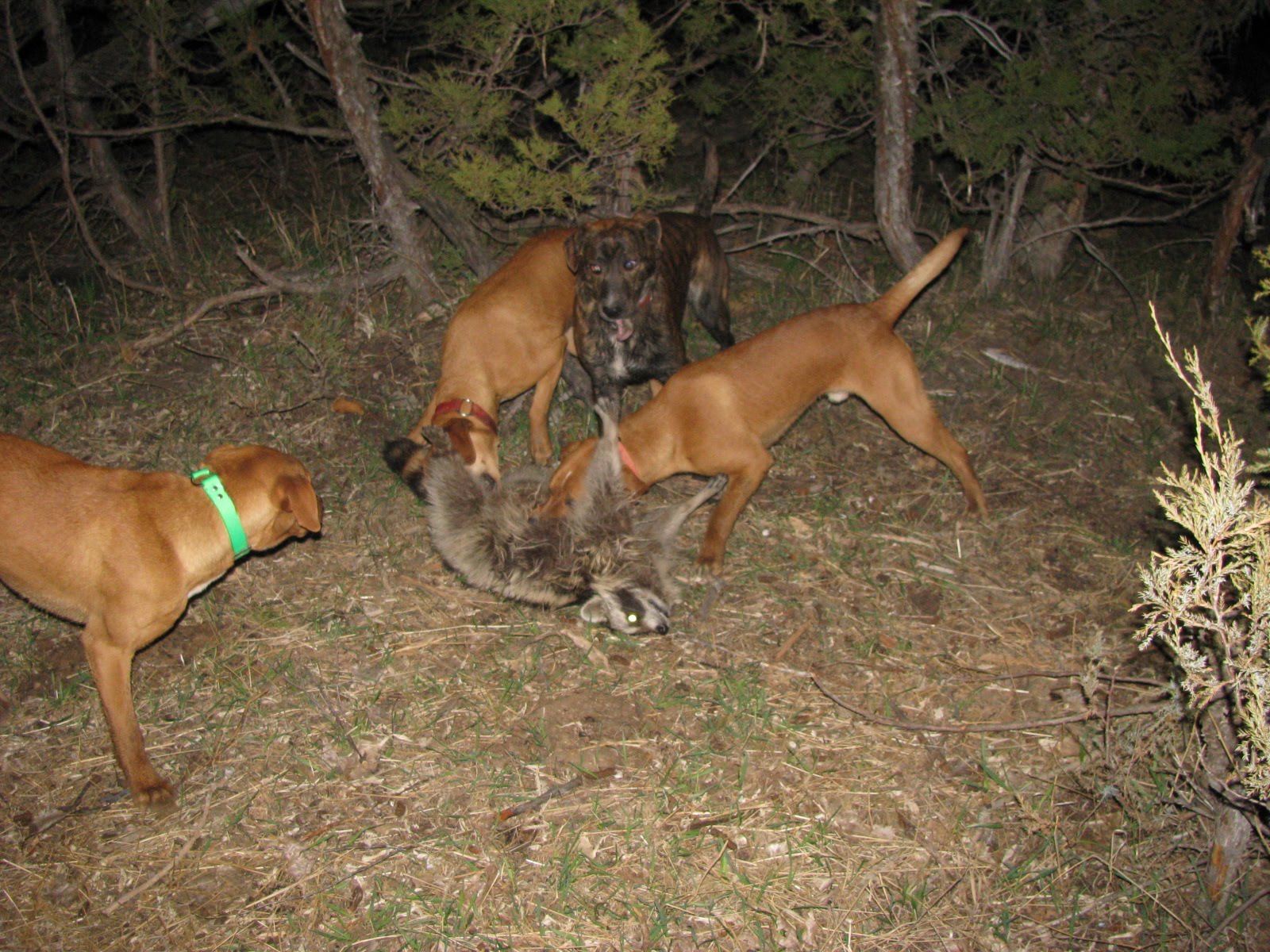 The Coonhunters Club Big coon hunting extravaganza!!!!