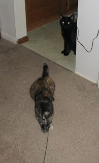 Rascal, on the other hand, just likes to watch. Rascal, on the other hand, just likes to watch.