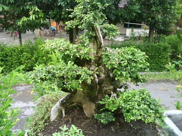 Pohon Serut Dunia Tumbuhan