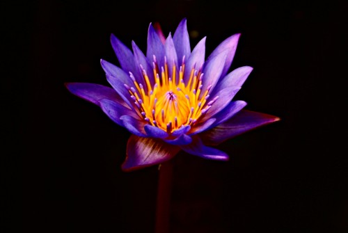 [purple_lotus_flower.jpg]