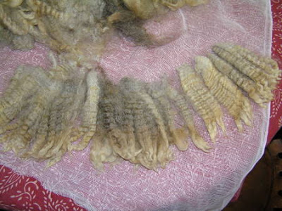carded wool