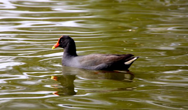 Adventure Before Dementia Birds On Holiday