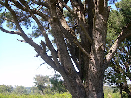 En un cerro de Talcahuano