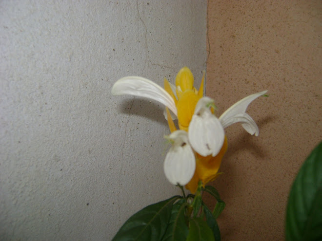 Florinha amarelinha