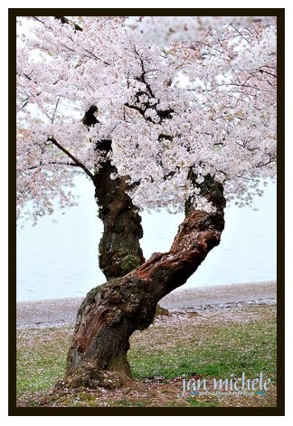 Washington DC Cherry Blossoms 2010