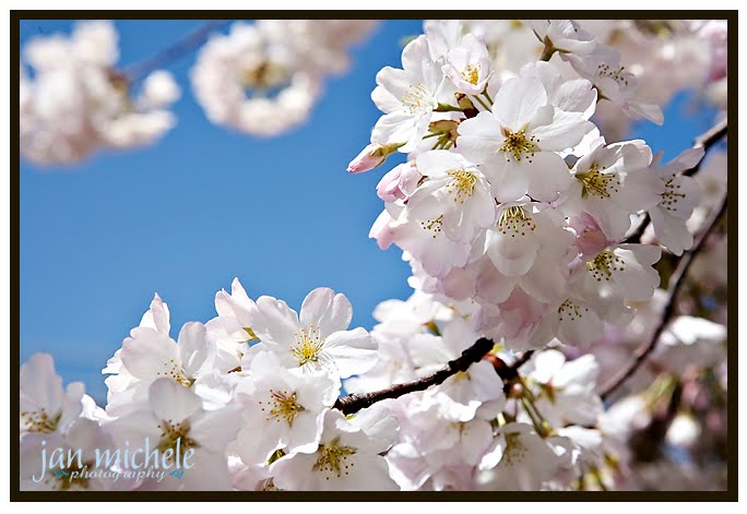 Washington DC Cherry Blossoms 2010